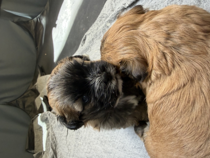 shih tzu
