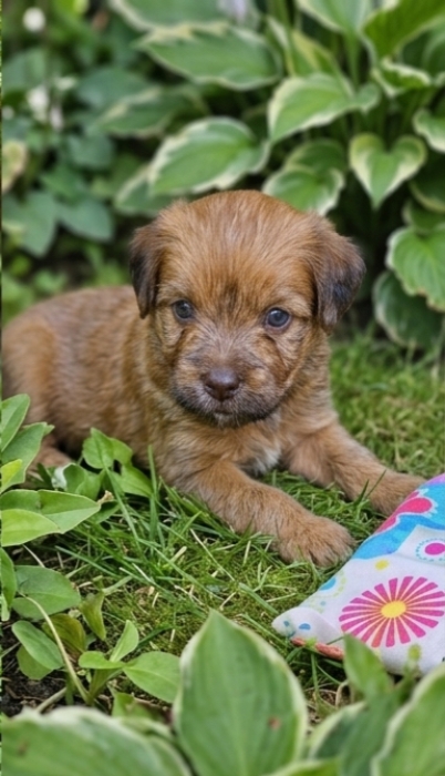 Chiots Bichon Havanais pure race