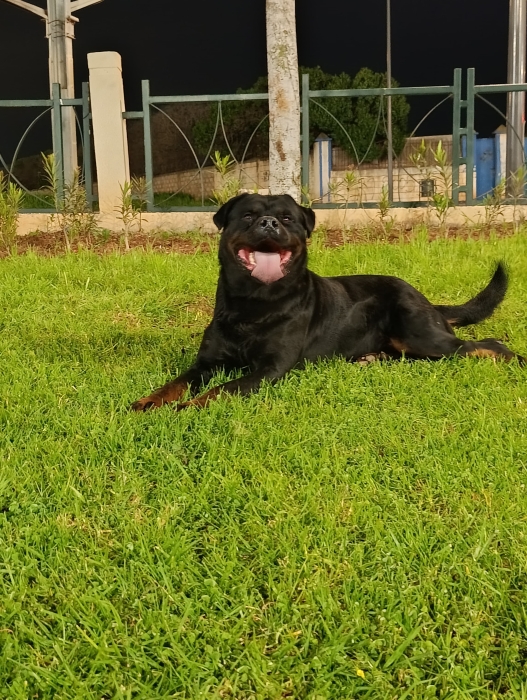 Super male rottweiler race pure grande gabarit