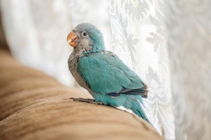 Des Bébés Quaker de Mutation : Blue et Cobalt