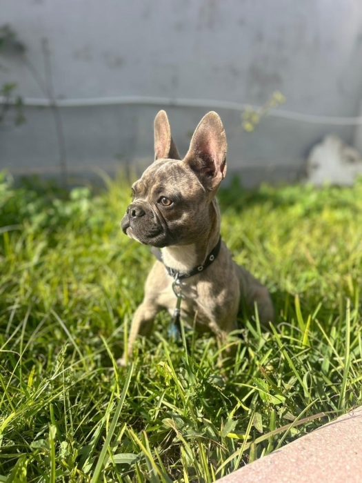 Bouledogue français merle prix Maroc
