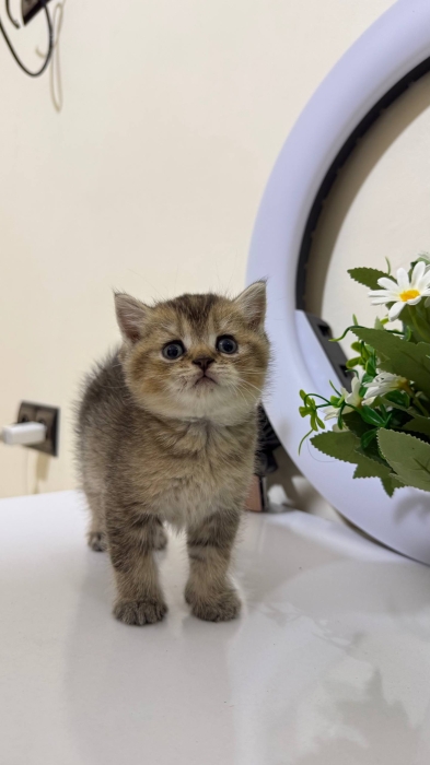 British shorthair et Scottish Fold