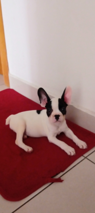 Chiot bouledogue français