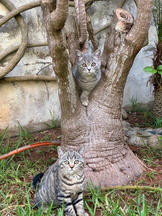 Scottish Straight mâle et femelle