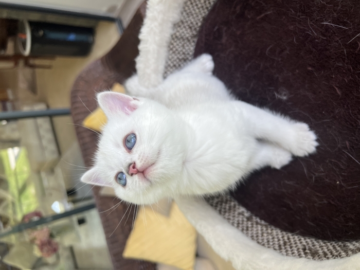 Chatons british et scottish shorthair