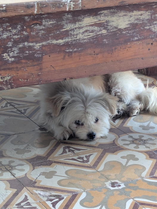 Bichon havanais à donner