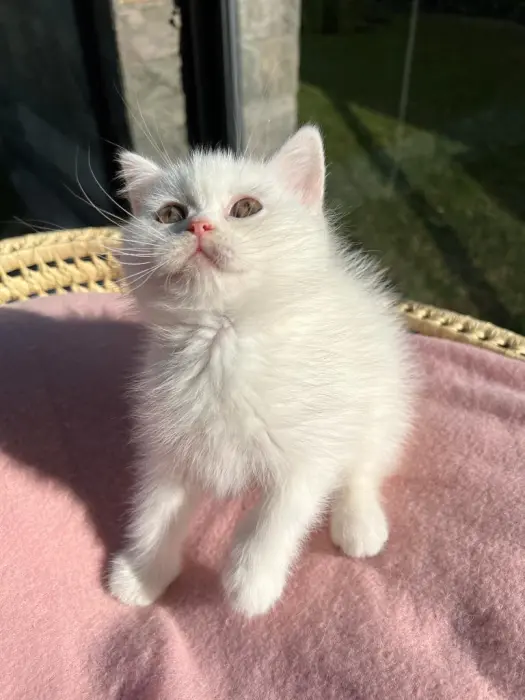 British blanc