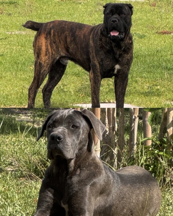 Chiots Cane Corso femelles
