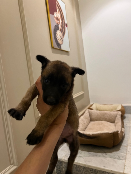 Malinois 🐾
