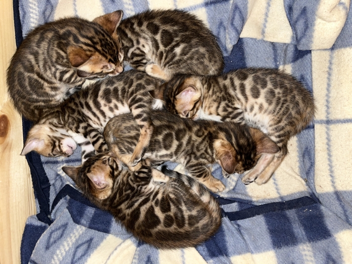 Femelles bengal disponibles