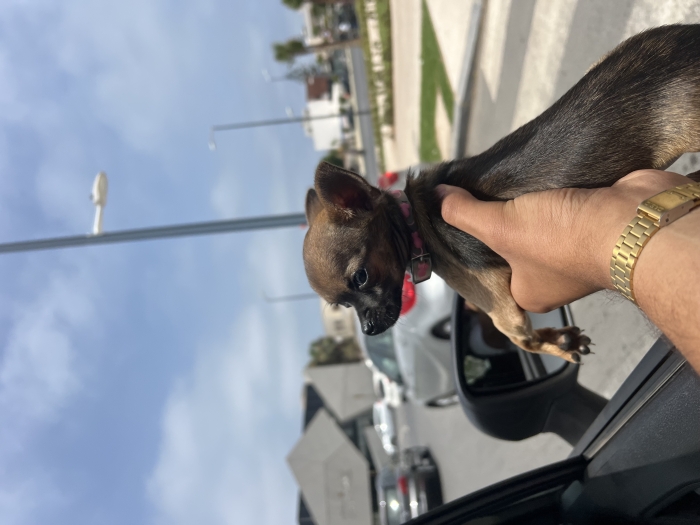 Chihuahua