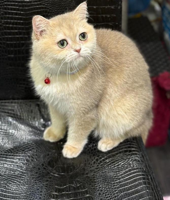 British short hair golden