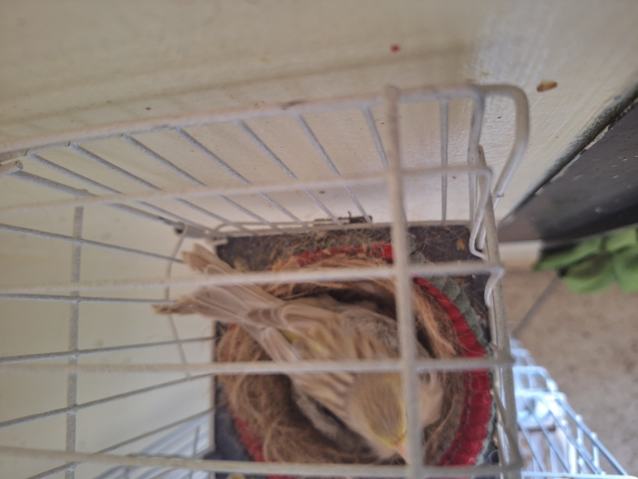 Couple canari male recessif femelle satinée jeune bg 25