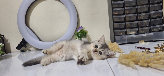 British shorthair female silver shaded