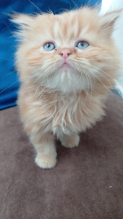 Chatons Persans Pure Race – Presque 2 Mois – Adorables & Câlins