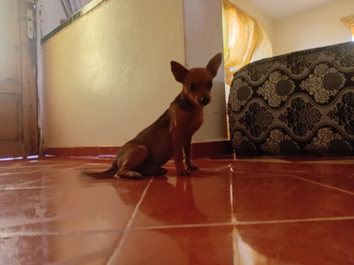 Chiwawa baby