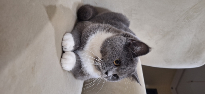 British shorthair female