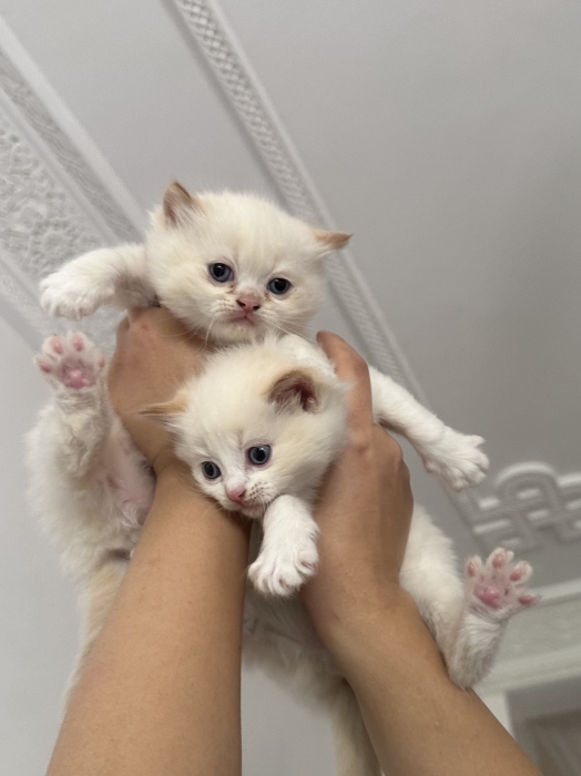 Chatons Ragdoll très affectueux