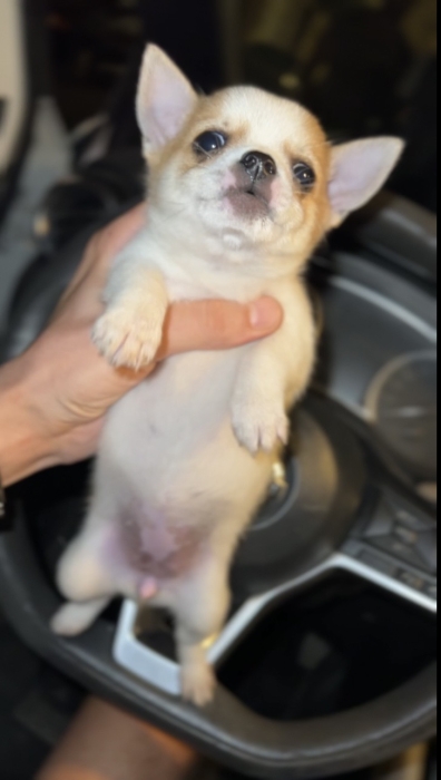 Chihuahua toy