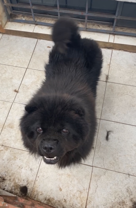 Chow-chow (+6 ans)