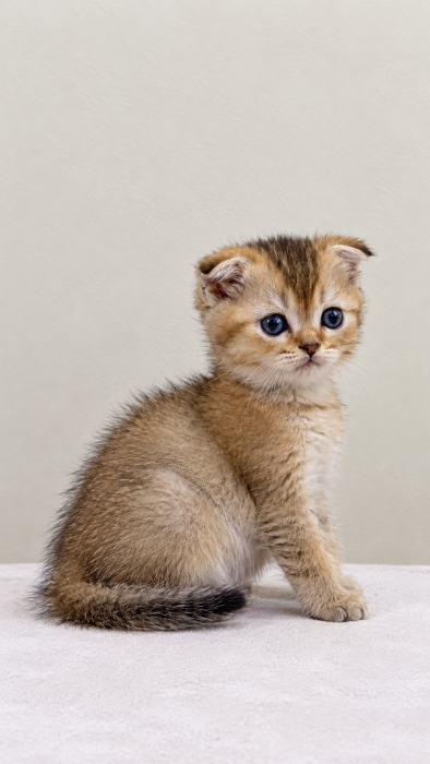 Scottish fold male Golden ny21