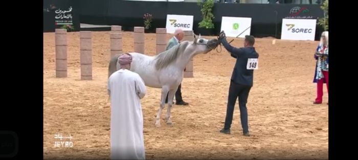 Pur sang arabe