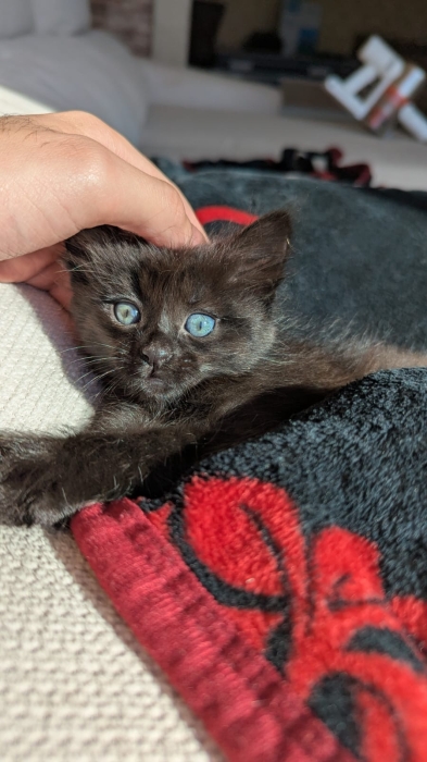 Je vends deux adorables chatons âgés de 2 mois et demi.