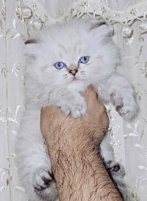 Chatons Scottish Fold  & Straight