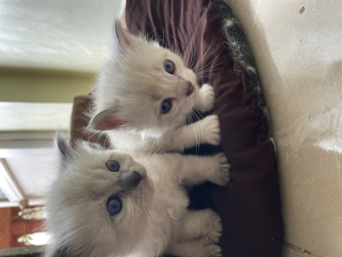 Chatons ragdoll