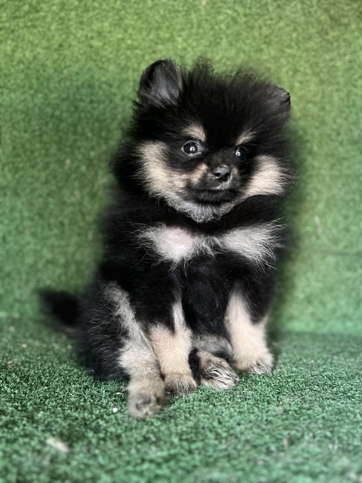 Spitz nain exotique