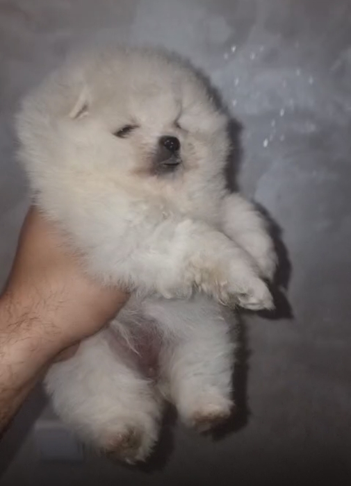 Magnifique Portée de la race spitz