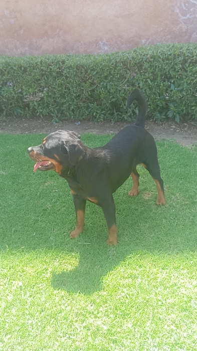 Femelle rottweiler race pure 6 mois