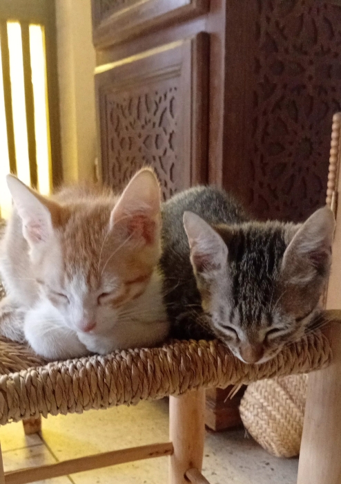 Chatons à donner