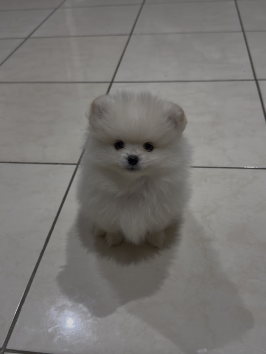 Chiot de Poméranie spitz nain