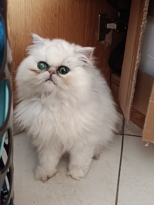 Femelle persan 2 mois