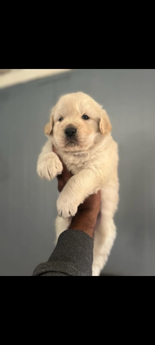 Golden retriever