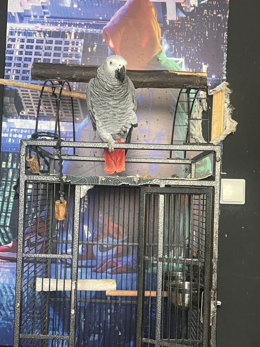 Gris du Gabon 3 an +-