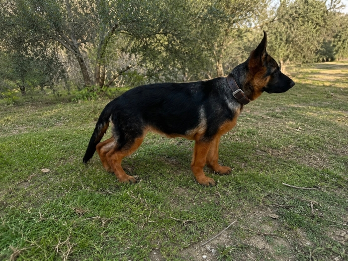 🐕 Berger Allemand Femelle avec Pedigree