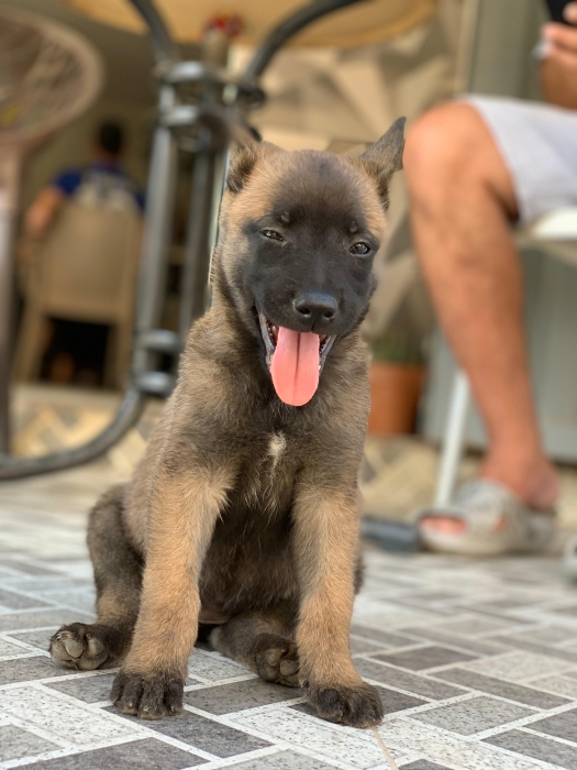 Mal malinois