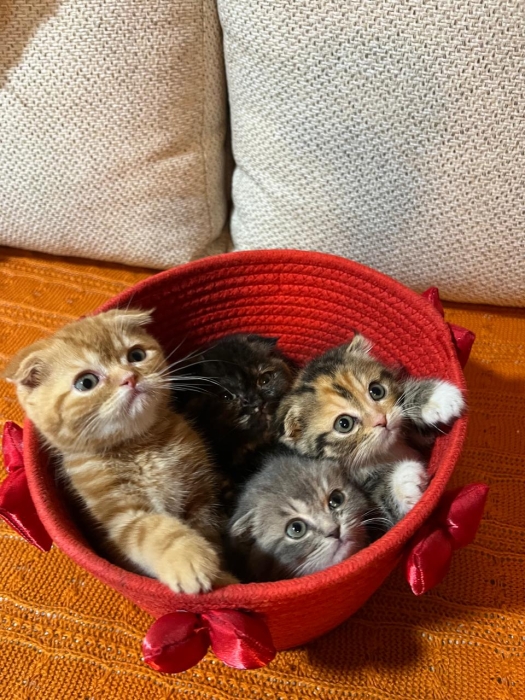 Scottish fold