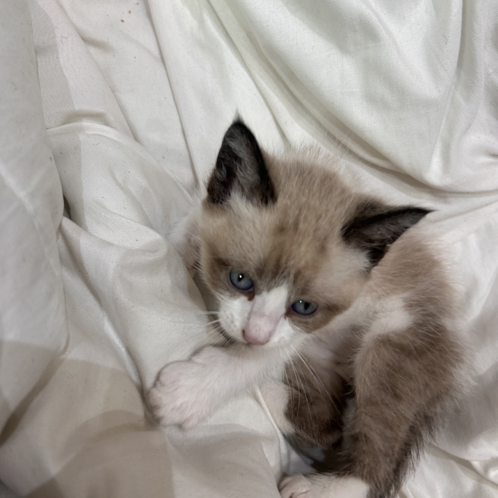 Chat siamois