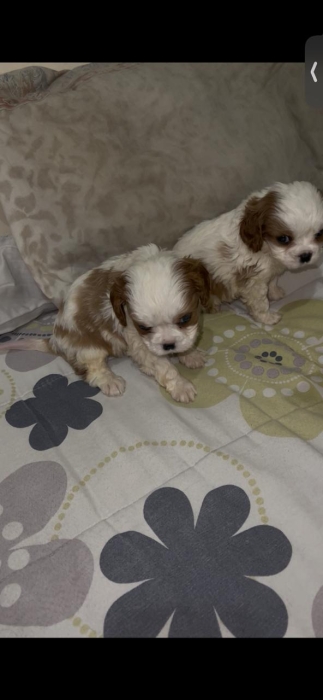 cavalier king charles