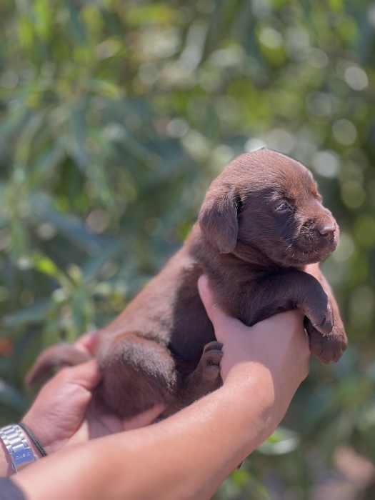 Labrador chocolate