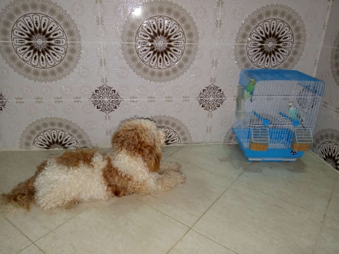 Chien Cavapoo adulte – 2 ans – Affectueux et sociable