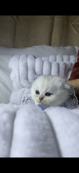 Scottish fold