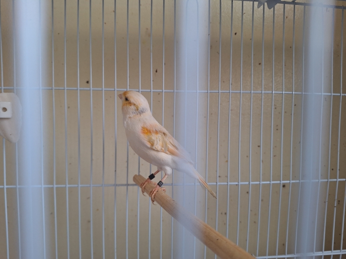 Canari mâle mosaïque, femelle normale bg 25