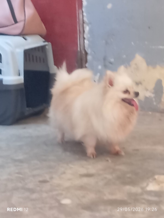 Super femelle spitz nain Poméranie