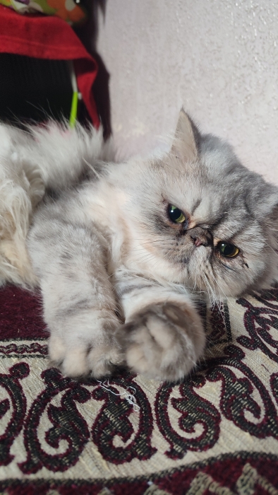 Femelle persan chinchilla 8 mois