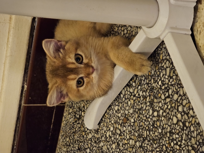 british shorthair ny11 golden