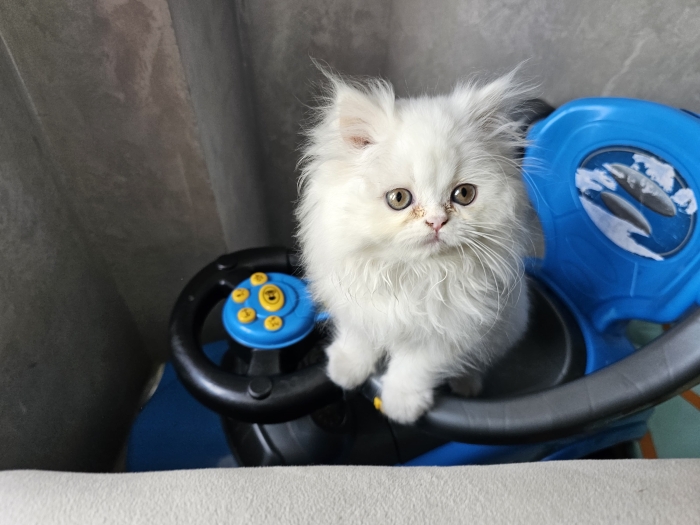 Adorable chatonne Persian / British Longhair – 2 mois